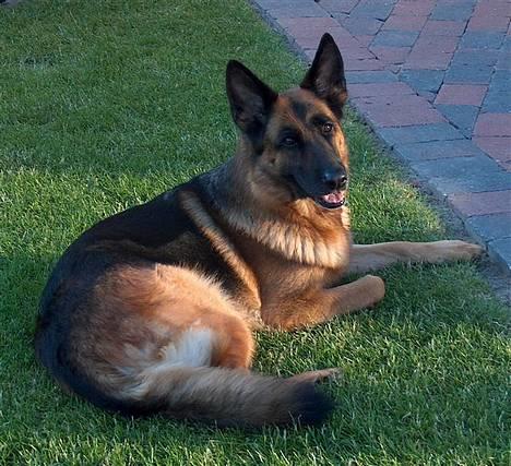 Schæferhund Heilei`s Ferrari. billede 12