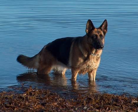 Schæferhund Heilei`s Ferrari. billede 13