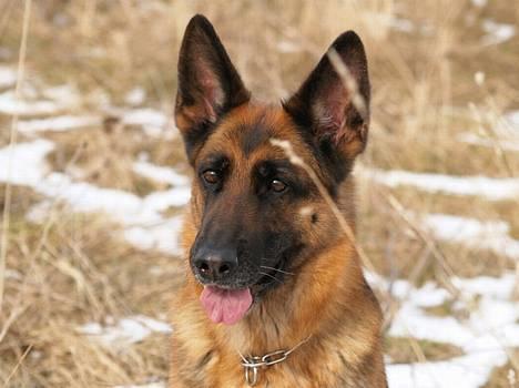 Schæferhund Heilei`s Ferrari. billede 14