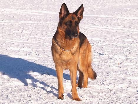 Schæferhund Heilei`s Ferrari. billede 15