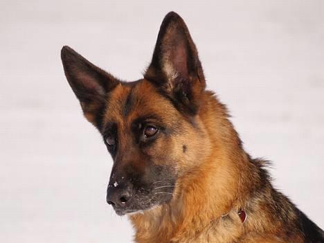 Schæferhund Heilei`s Ferrari. billede 16