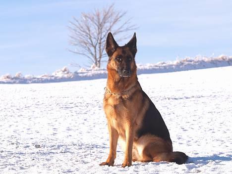 Schæferhund Heilei`s Ferrari. billede 17