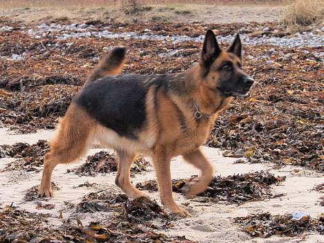 Schæferhund Heilei`s Ferrari. billede 18
