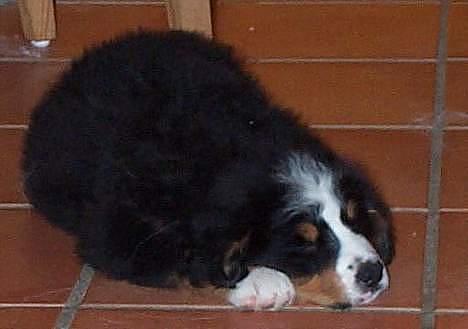 Berner sennenhund Did you call me sexy - sille som helt lille billede 10