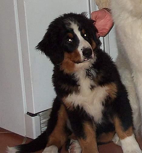 Berner sennenhund Did you call me sexy - her igen som lille billede 11