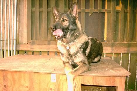 Schæferhund Wiliam (død) - ummm..... skal jeg have mad nu?? billede 16