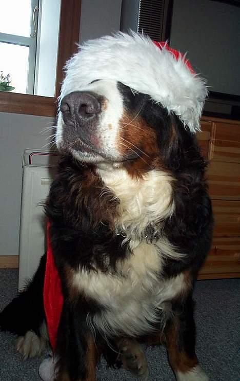 Berner sennenhund Did you call me sexy - hov hvem slukkede lyset??  billede 12