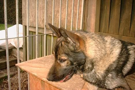 Schæferhund Wiliam (død) billede 17