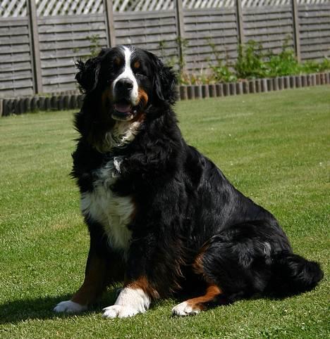 Berner sennenhund Did you call me sexy - det samme som det første bare i et andet lys..  billede 13