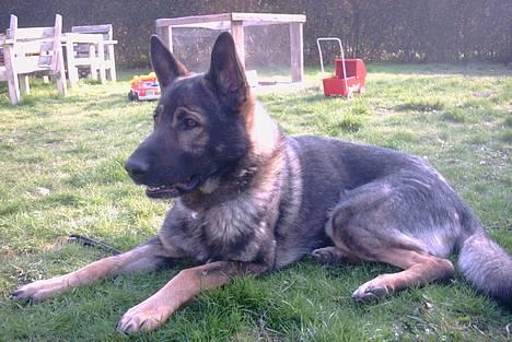 Schæferhund Wiliam (død) billede 8