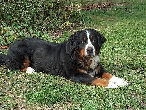 Berner sennenhund Did you call me sexy billede 14