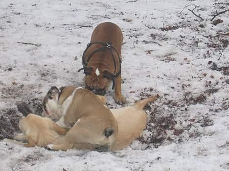 Engelsk bulldog Orzon - Vi ska´ gi´ dig ska´ vi..... billede 11