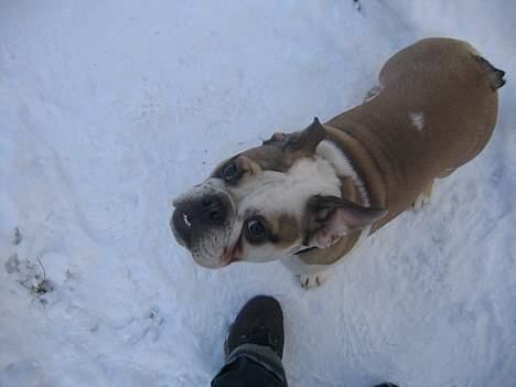 Engelsk bulldog Orzon billede 12