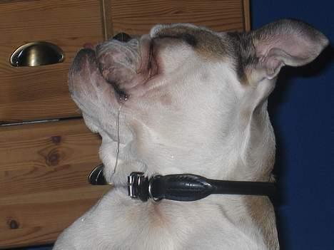 Engelsk bulldog Orzon billede 13