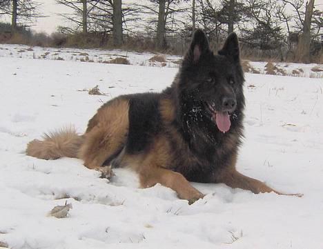 Schæferhund Buster *på de evige enge* - Buster i sneen - :-P billede 11