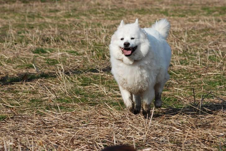 Samojedhund Luffe billede 10