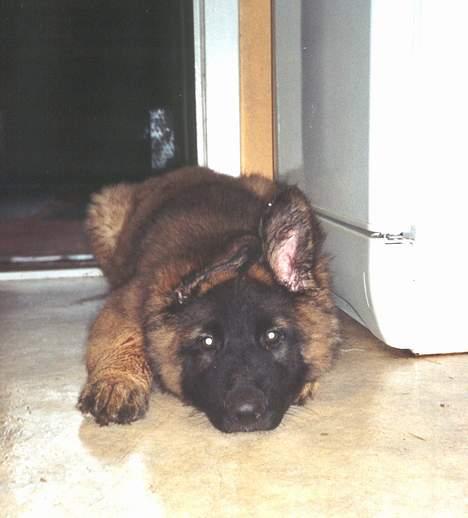 Schæferhund Buster *på de evige enge* billede 12