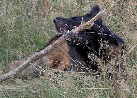 Schæferhund Buster *på de evige enge* billede 13