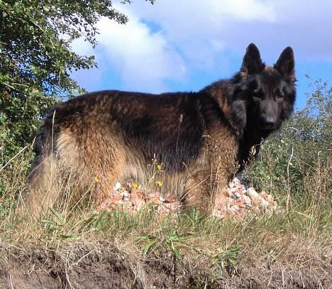 Schæferhund Buster *på de evige enge* billede 14