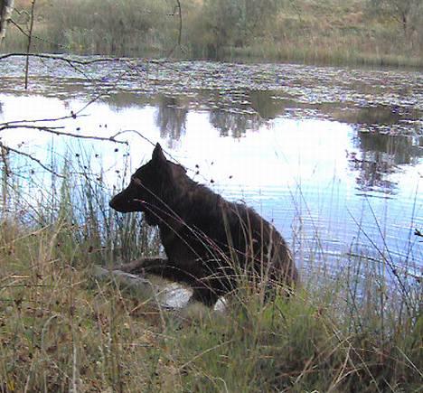 Schæferhund Buster *på de evige enge* billede 15