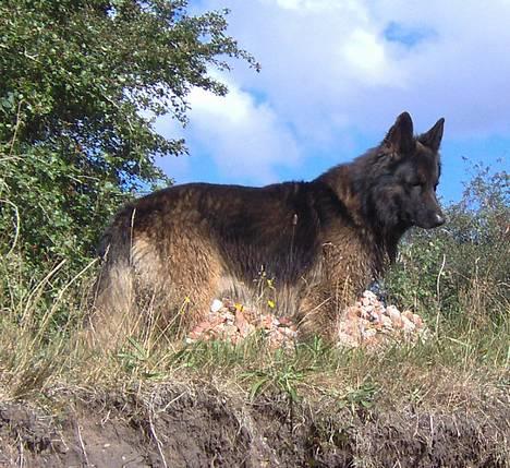 Schæferhund Buster *på de evige enge* billede 16