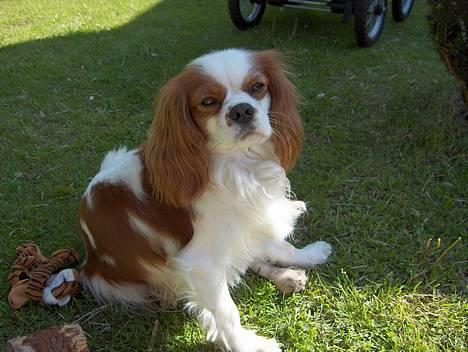 Cavalier king charles spaniel Mulle - er det ikk´ camaraet igen? billede 9