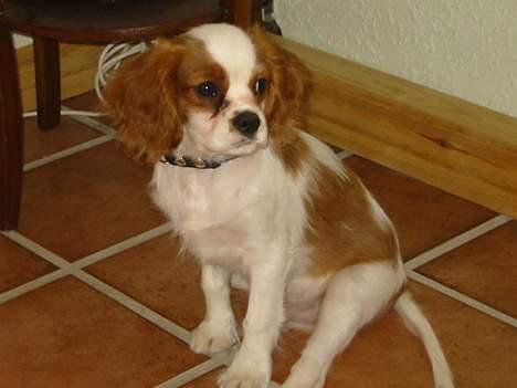 Cavalier king charles spaniel Mulle - Her er mulle 3 månede nååå hvor er han lille billede 10