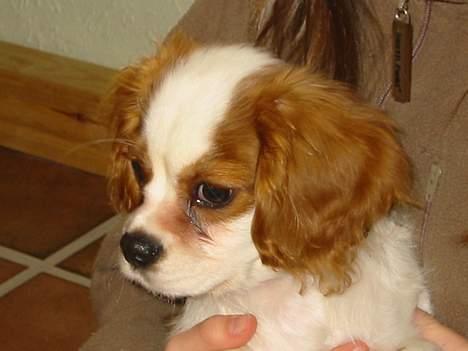Cavalier king charles spaniel Mulle - her er Mulle 3 måneder Nuttet ikke?? billede 11