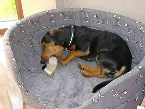 Gravhund Snoopy billede 14