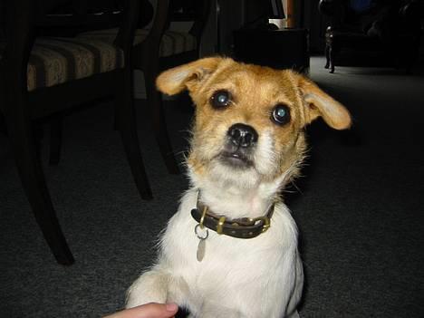 Cavalier king charles spaniel Mulle - Mine fætre og kusine´s hund Molly er hun ikke cutE?? det er en lille blanding billede 12