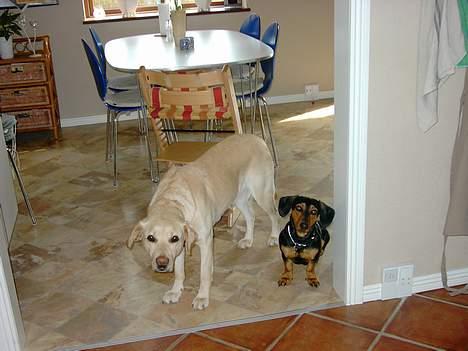 Gravhund Snoopy billede 15