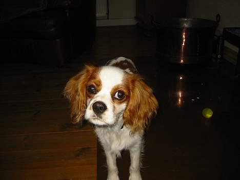 Cavalier king charles spaniel Mulle - Er det mig du tager billede af??(mulle ikke særlig gammel) billede 13