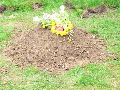 Labrador retriever Simba - død. 27/05-06 - Simbas gravsted. Må du hvile i fred min ven <3 billede 11