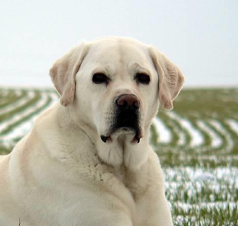 Labrador retriever Simba - død. 27/05-06 billede 12