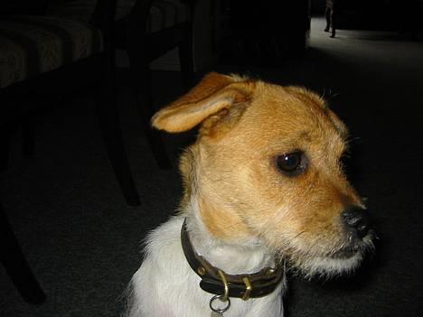 Cavalier king charles spaniel Mulle - Det er Molly igen .. billede 14