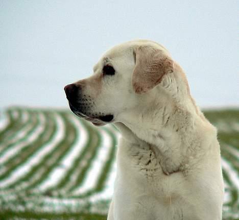 Labrador retriever Simba - død. 27/05-06 billede 13