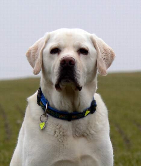 Labrador retriever Simba - død. 27/05-06 billede 14