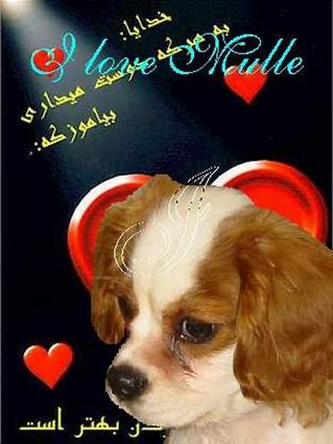 Cavalier king charles spaniel Mulle - I love Mulle det er også Marlene J der har lavet det billede 15