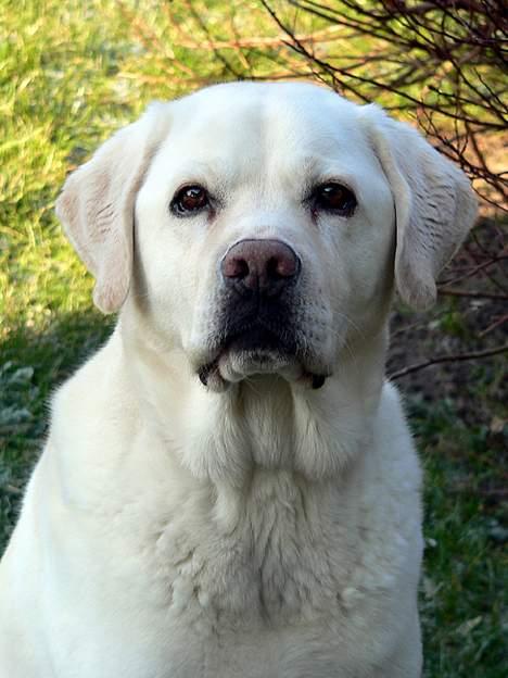 Labrador retriever Simba - død. 27/05-06 billede 15