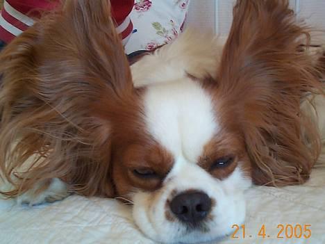 Cavalier king charles spaniel Mulle - Mulle med sine STORE øre!!! sød ikke?? billede 16