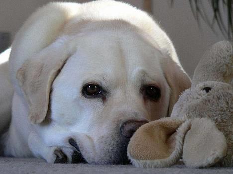 Labrador retriever Simba - død. 27/05-06 billede 16