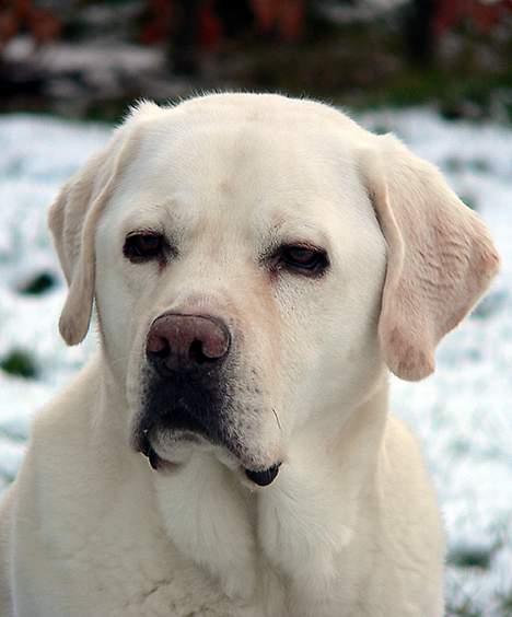 Labrador retriever Simba - død. 27/05-06 billede 17