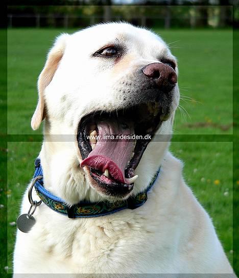 Labrador retriever Simba - død. 27/05-06 billede 18