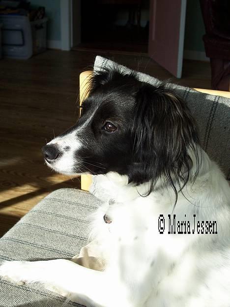 Dansk svensk gaardhund Freja  (24/6) - Sol, sol, sol! billede 11