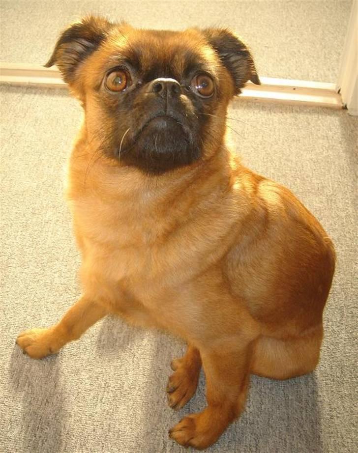 Blanding af racer (Griffon) Bella *6år* - Hej Bella det er mig.... billede 2