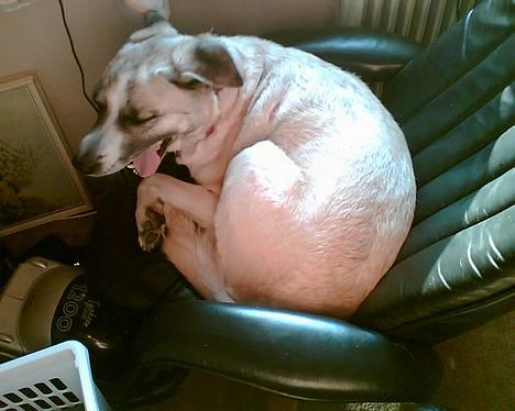 Blanding af racer Frøya Embla - Åh mor, bliver du aldrig træt af at tage billeder af mig? billede 11