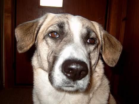 Blanding af racer Frøya Embla - Hvad så! billede 12