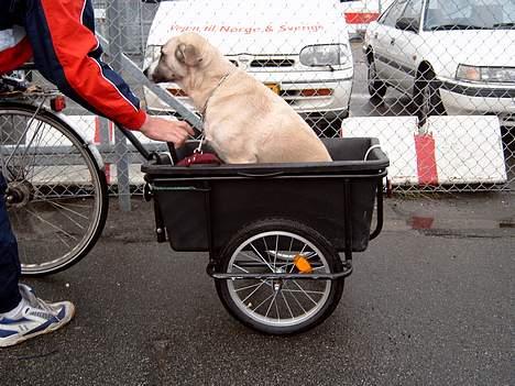 Blanding af racer Frøya Embla - Jeg skal på tur i cykel-traileren, det er sjovt at sidde her. billede 13