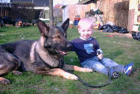 Schæferhund Wiliam (død) - Billede med min bedste ven billede 3