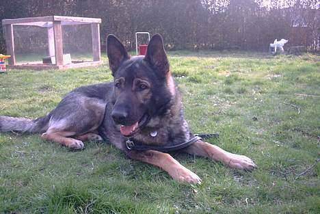 Schæferhund Wiliam (død) billede 18